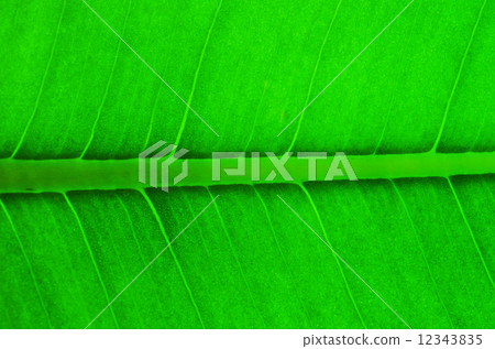 leaf background 12343835