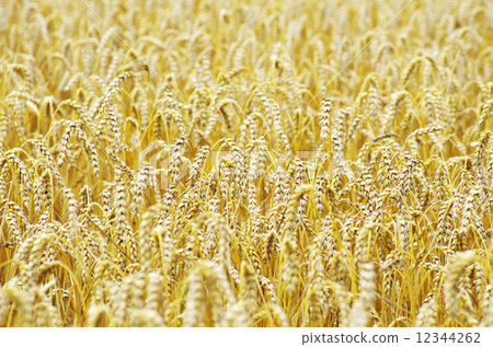 wheat wheat 12344262