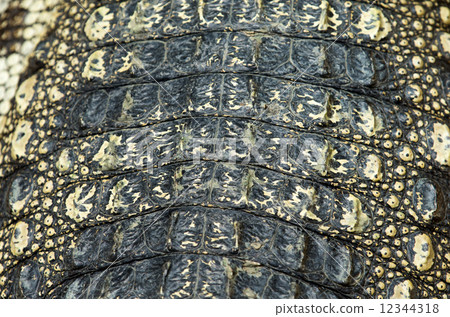 Crocodile skin texture 12344318