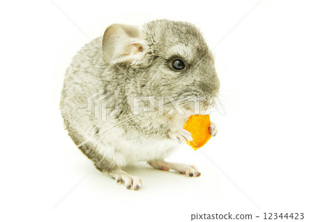 chinchilla 12344423
