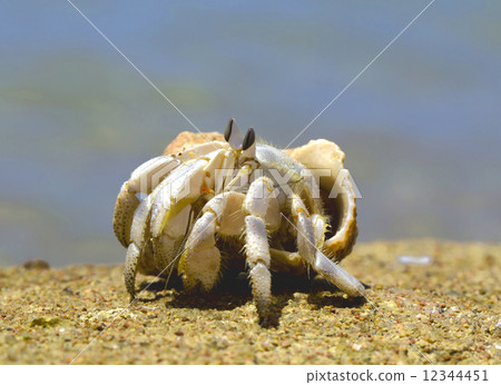 Crab 12344451