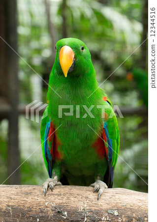 parrot bird parrot bird 12344516