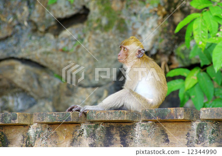 monkey monkey 12344990