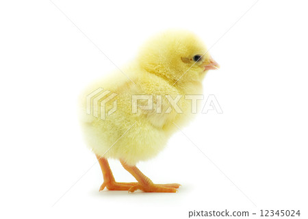little chicken little chicken 12345024