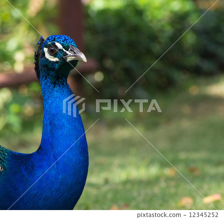 Peacock Peacock 12345252