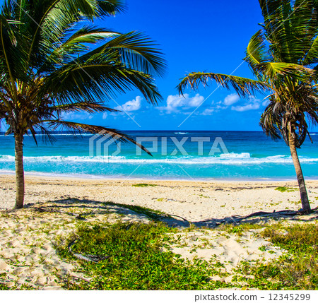 palms and beach 12345299