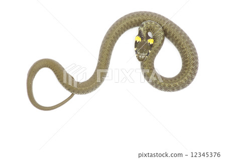 snake 12345376