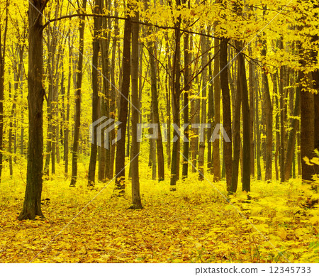 autumn forest 12345733