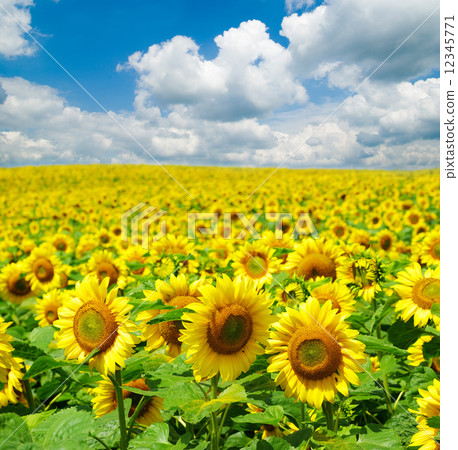 sunflower field 12345771