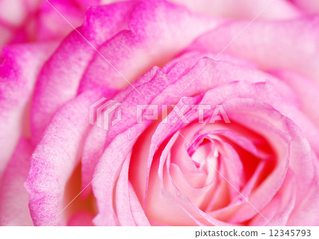 rose rose 12345793