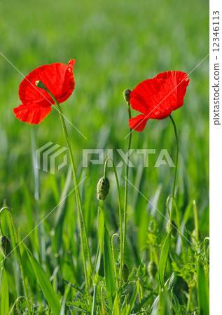 red poppy red poppy 12346113