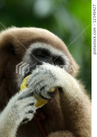 gibbon gibbon 12346427