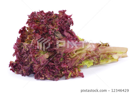 salad salad 12346429
