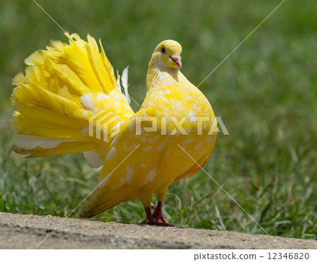 Stock Photo: pigeon