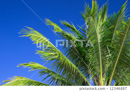 Palm tree 12346887