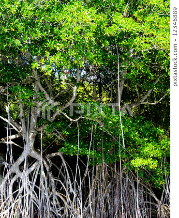 mangrove trees mangrove trees 12346889