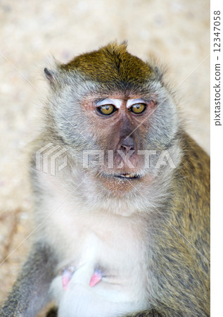 monkey 12347058