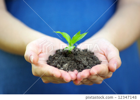 plant in hands plant in hands 12347148