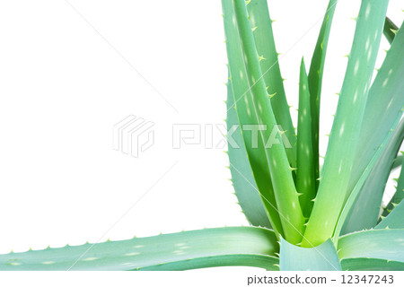 aloe leaves 12347243