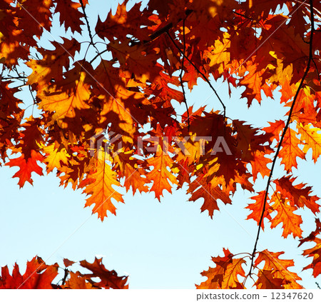 圖庫照片: autumn leaves