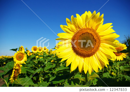 sunflower sunflower 12347833