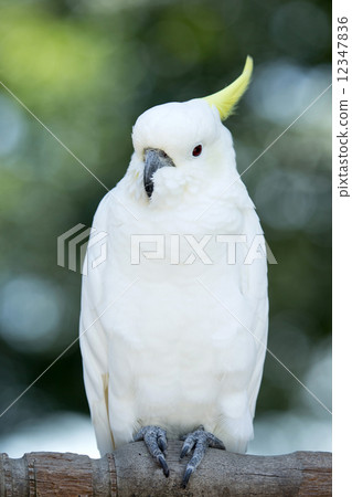 parrot parrot 12347836