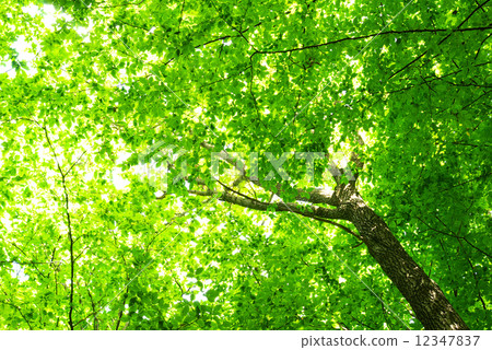 green leaves green leaves 12347837