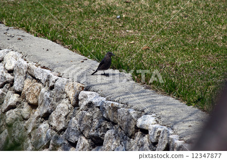 Sea bulbul 12347877