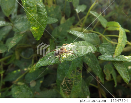 菊花comorigum佩帶的早晨露水 12347894