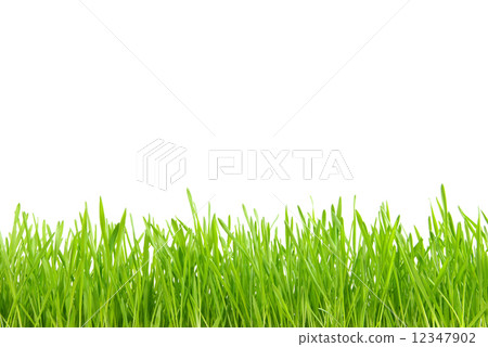 grass 12347902