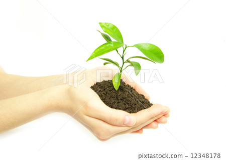 plant plant 12348178