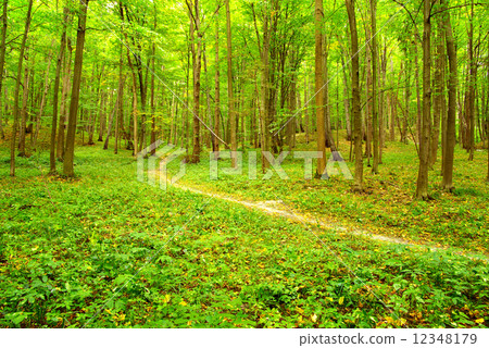 forest 12348179