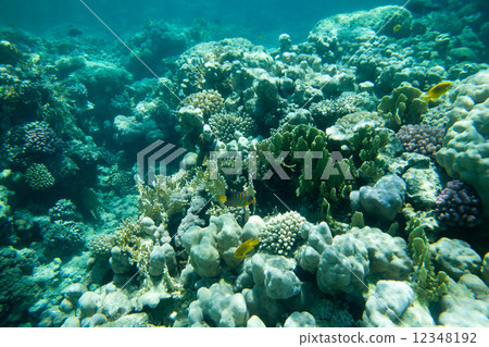 fishes fishes 12348192