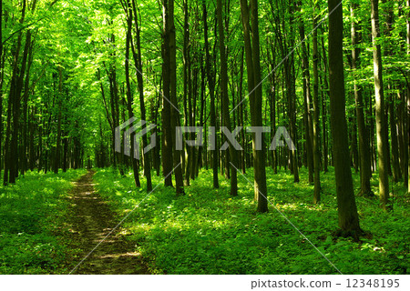 forest 12348195