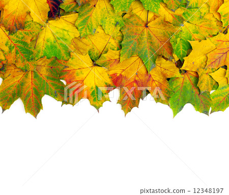 autumn leafs autumn leafs 12348197