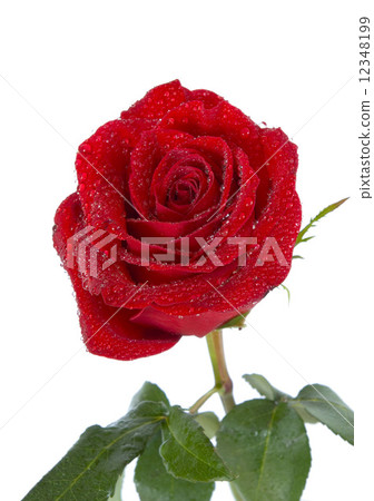 rose on white rose on white 12348199