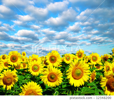 sunflower field sunflower field 12348200