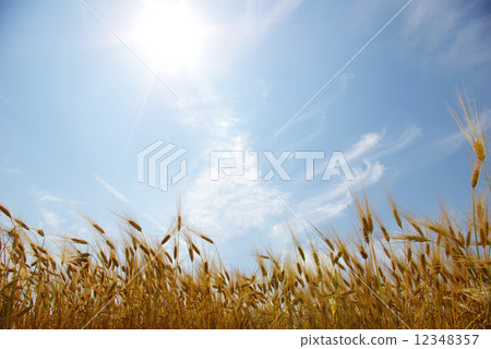 field 12348357