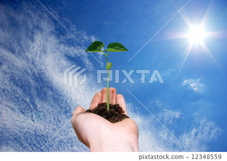 plant in hand plant in hand 12348559