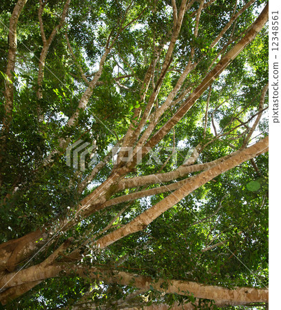 Green wood Green wood 12348561