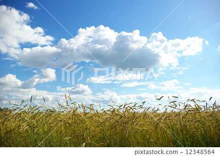wheat field wheat field 12348564