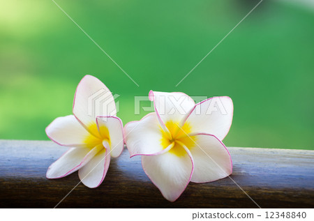flowers flowers 12348840