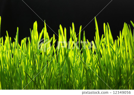 green grass green grass 12349056