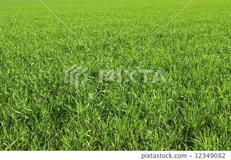 grass field grass field 12349082