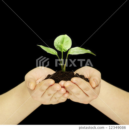 plant in hands plant in hands 12349086
