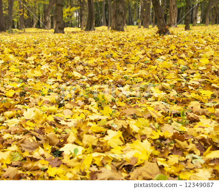 autumn leafs autumn leafs 12349087