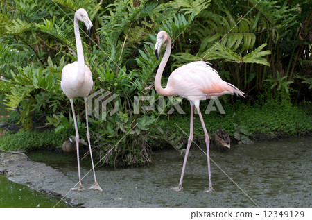flamingos 12349129