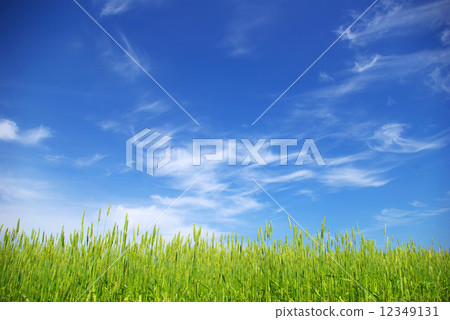 field field 12349131
