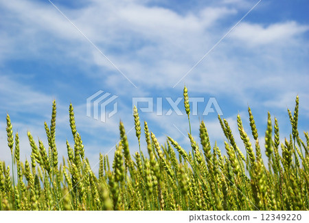 corn corn 12349220