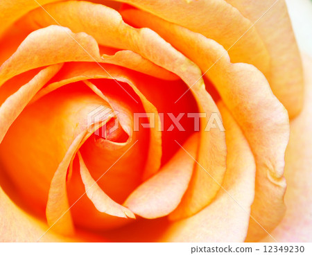 rose rose 12349230